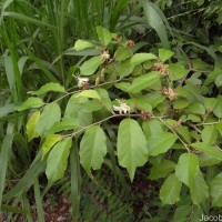 Pterospermum suberifolium (L.) Raeusch.